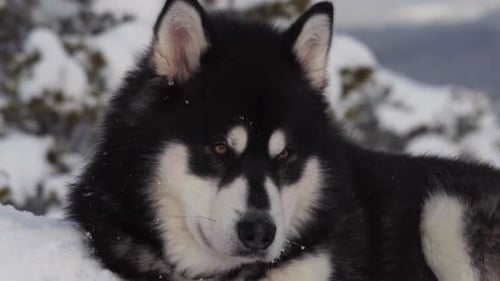 Dog Winter - Alaskan Malamute Resting In Snow - close up
