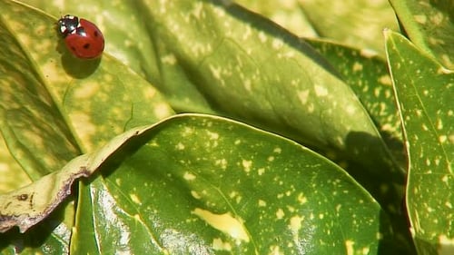 Ein Marienkäfer mit sieben Punkten, wissenschaftlicher Name Coccinella septumpunctata, sonnt sich in der Frühlingssonne am