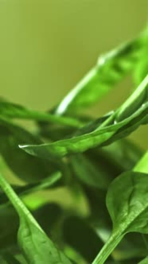 Spinach Leaves Fly Up and Fall Down Filmed on a Highspeed Camera at 1000 Fps