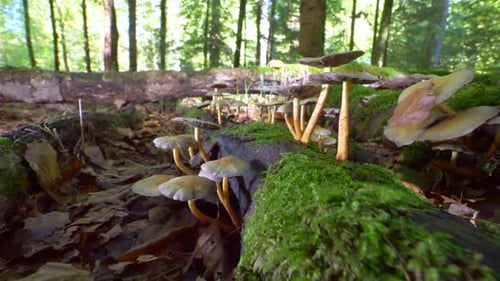 Dolly-Vorwärtsaufnahme verschiedener giftiger Pilze zwischen Blättern im Wald, Nahaufnahme