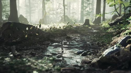 Small Creek Runs Through a Wide Valley Full of Fallen Leaves