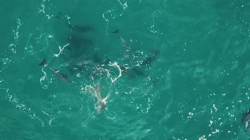 Top down aerial drone footage of a pod of dolphins playing in beautiful green blue water.