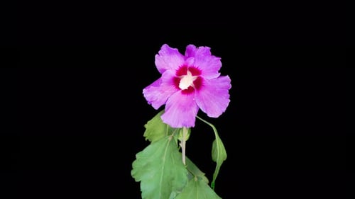 Time lapse of blooming purple hibiscus flower