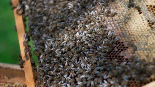 Bee