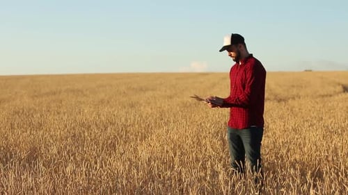 Man Reading Paperwork in a Golden Wheat Field