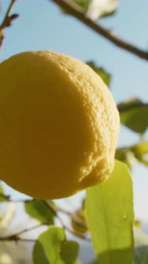 Calm And Joy Of Spring Reflected In A Lemon Tree