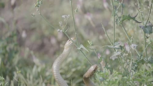 Two Snakes Swaying in Green Grassy Habitat