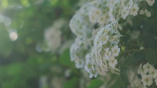 White Flowers of Cherry Blossom on Cherry Tree Close Up Blossoming of White Petals of Cherry Flower
