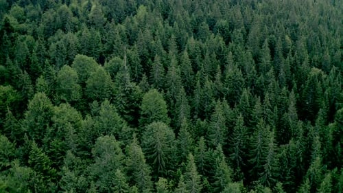 Aerial View of a Dense Evergreen Forest