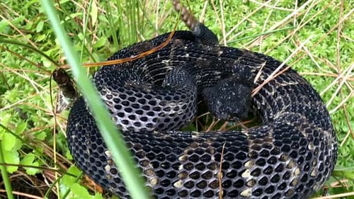 Close up of Timber Rattle Snake in the grass