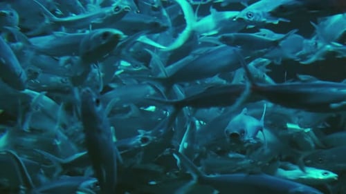 School of Silver Fish Swimming in Sea