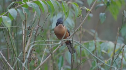 Birds of Nepal