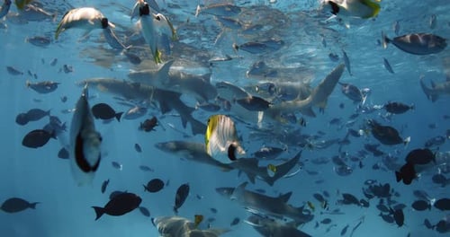 Swimming with a Lot of Tropical Fish and Nurse Sharks in Tropical Sea School of Fish and Sharks in