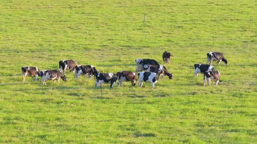 Free Range Milk Cows Grazing on Green Farm Pasture Feeding of Cattle on Farmland Grassland