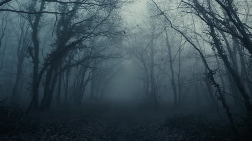 Foggy dark mysterious forest pathway from horror scene, dolly forward from slow to fast