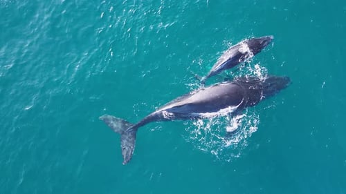 A mother and newly born Humpback Whale calf bond together after giving birth on the ocean surface. C