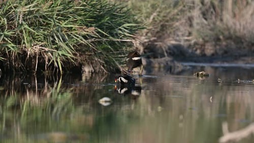 Moorhen wandering for food in the still water of pond
