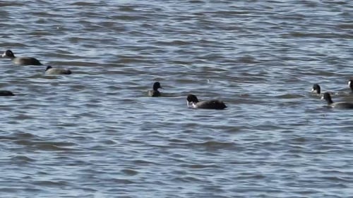 Eurasian Coot