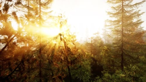 Sunlight Streaming Through the Trees in a Lush Forest