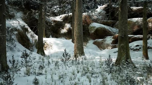 Snow Covered Winter Forest with Towering Trees and Rocky Terrain