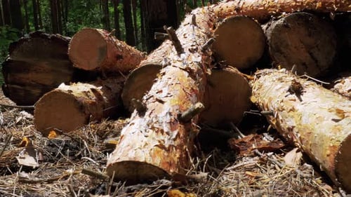 Cut Logs are Stacked in a Forest