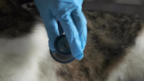 Close-up of veterinarian female hand in protective gloves examining the pet with stethoscope