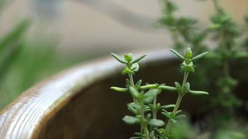 Plantes de thym (Thymus vulgaris) en croissance.