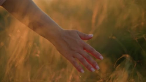 CloseUp Hand Touching Grain in Field During Golden Sunset