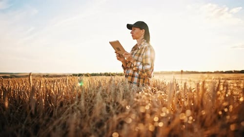 Farmer Stands in Wheat Field and Uses Digital Tablet to Work on Sunset Background