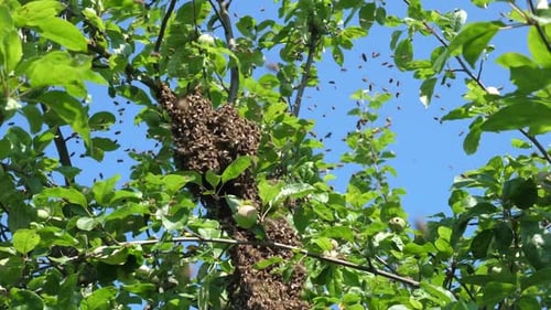 71s. A bee swarm flies out of the hive and concentrates in a ball on an apple tree. The concept of b