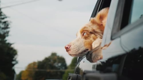 Dog Leans Out Car Window on Car Ride