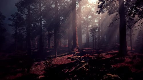 A Dense Forest with Towering Trees