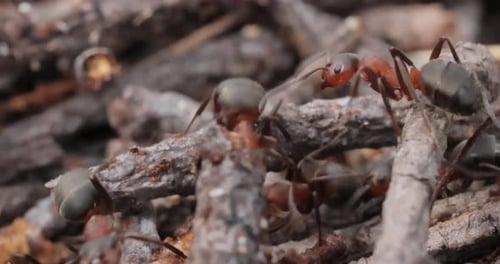 Ant close-up in the wild.