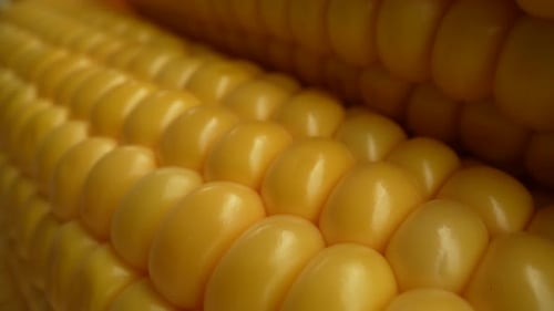 Fresh Corn 5
