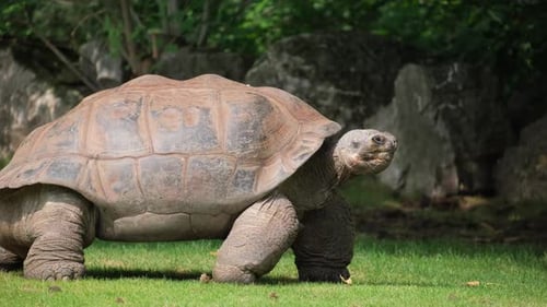 Eine große Schildkröte läuft über ein üppiges grünes Feld