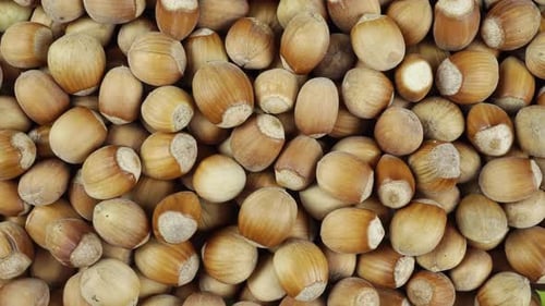 Close Up Of Rotating Hazelnut In Shell.