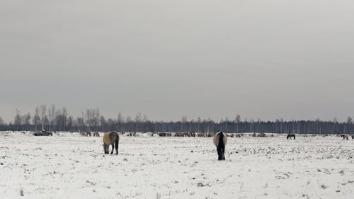 Wild Konik Horses Grazing in Snowy Field
