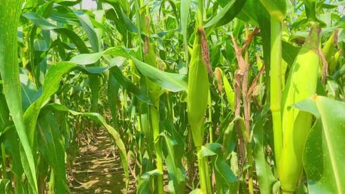 fresh and beautiful view of the corn fields during the day
