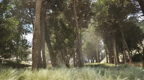 Sunlight Through Forest Trees_ Tracking shot