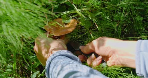 Woman hands cut edible saffron mushroom in the autumn coniferous lush green forest. Harvest time. Fo