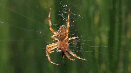 Gros plan d'une araignée de jardin, Araneus diadematus, sur sa toile orbitale. Été.
Royaume-Uni