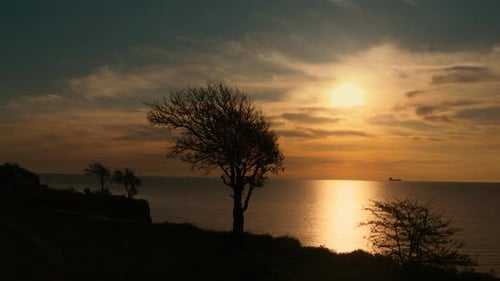 Aerial View Mystical Tree Silhouette at Sea Beach at Golden Sunrise. Cloud