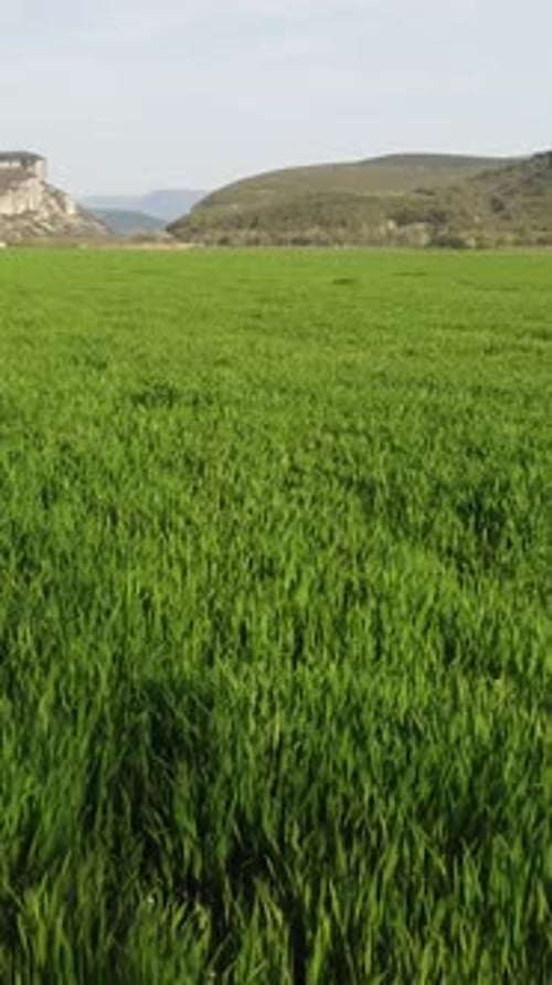 Aerial Vertical View on Green Wheat Field in Countryside Field of Wheat Blowing in the Wind on