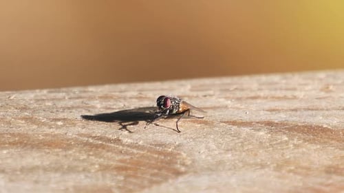 Extreme close up of housefly engages in antennal cleaning on rough surface.