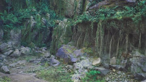 Lush Forest Grotto Panorama with Green Rocks and Hanging Vines