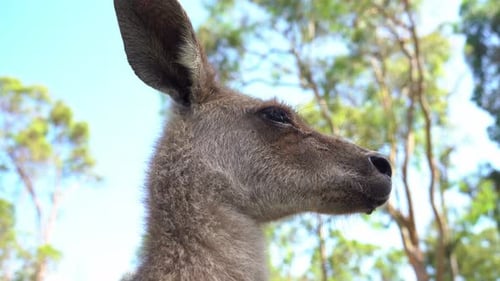 Macropod Australian native species, close up head shot of a wild eastern grey kangroo, macropus giga