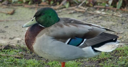 Mid shot of a male Rouen duck resting in the morning at Rollesby Broad taken from the A149 at Ormesb