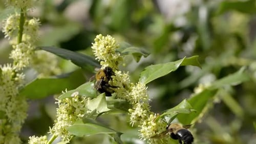 Zwei große Zimmermannsbienen mit goldenen Haaren auf weißgelber Flora