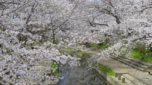 Ruhige Kirschblütenlandschaft in Japan mit malerischem Fluss