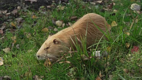 Brown Nutria olha para a câmera e continua comendo grama de perto